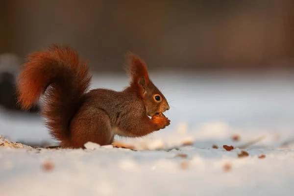 Cute Red Squirrel Sciurus Vulgaris — 스톡 사진