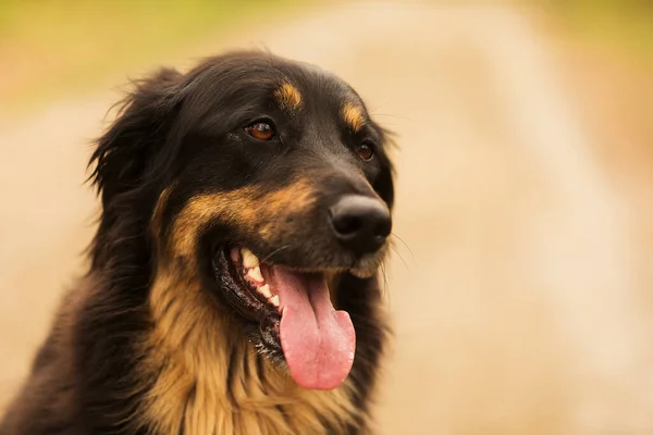 Dog Hovawart Gold Black Portrait — Stockfoto