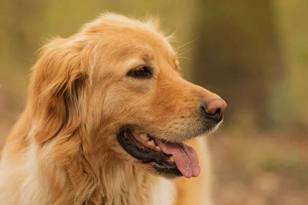 Cute Dog Portrait Animal — Stockfoto