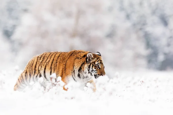 Animal Tiger Wild Nature — Stockfoto