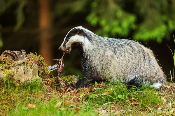 Old European Badger Wild — Foto de Stock