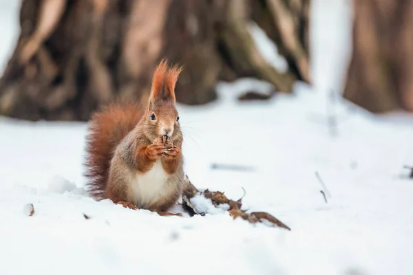 Cute Red Squirrel Sciurus Vulgaris — 스톡 사진