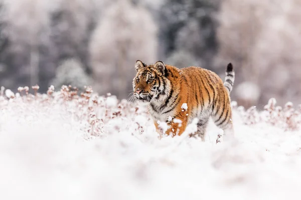 Animal Tiger Wild Nature — стоковое фото