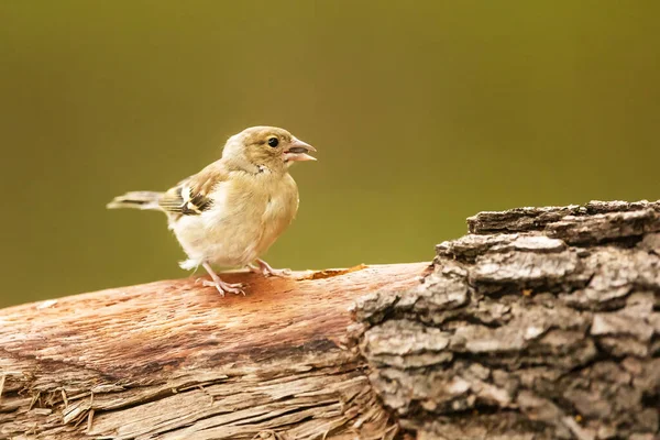 Vacker Utsikt Över Vacker Fågel Naturen — Stockfoto