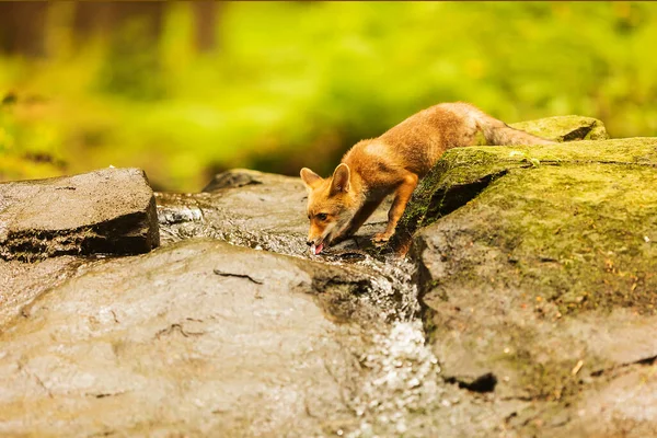 cube red fox (Vulpes vulpes) a curious young  animal