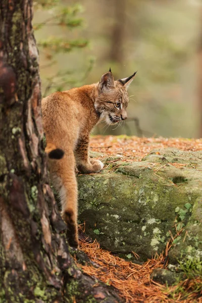 Fauna Eurasian Lynx Forest — Stock Fotó