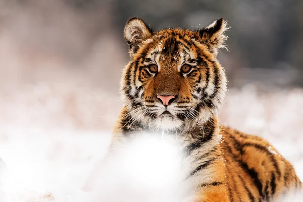 Animal Tiger Wild Nature — Fotografia de Stock