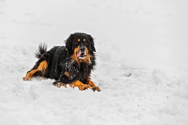 Dog Hovawart Gold Black Playing —  Fotos de Stock