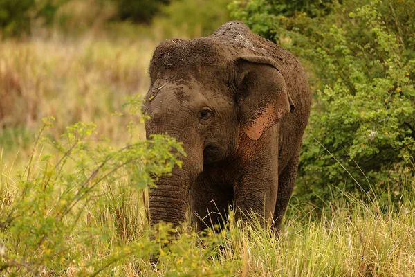 Elephant Walking Lawn Fauna — Photo