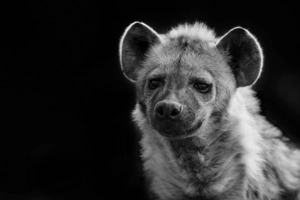 Ormanda Kahverengi Sırtlan — Stok fotoğraf