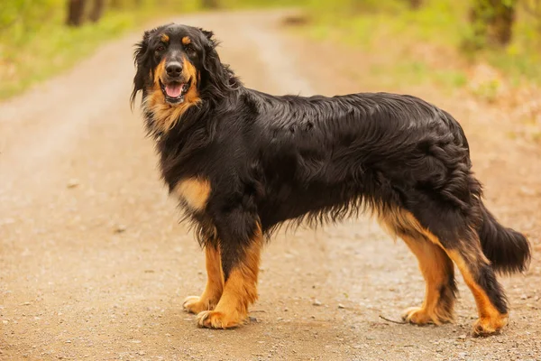 Dog Hovawart Gold Black Portrait —  Fotos de Stock