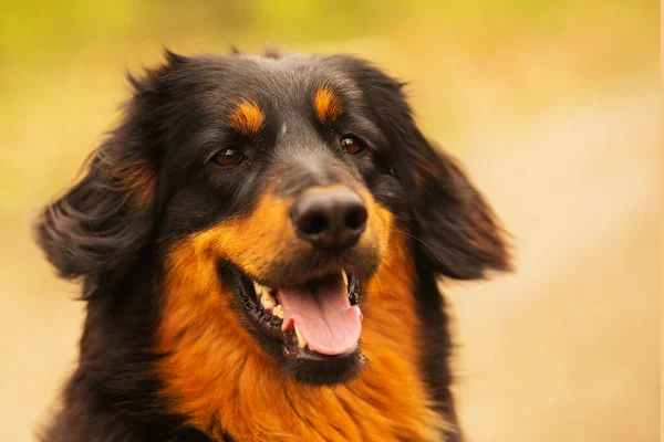 dog hovawart gold and black portrait