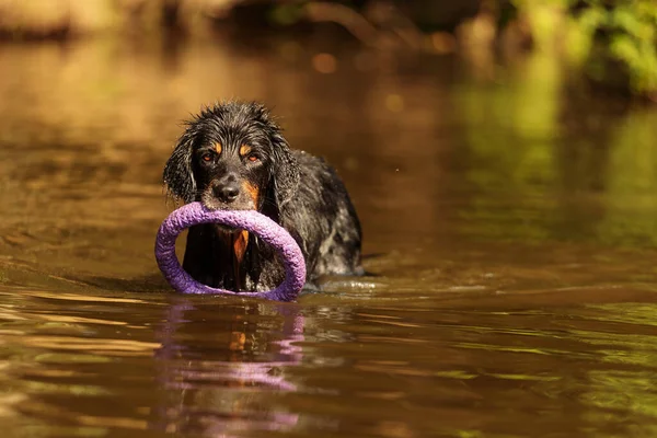 Hund Vattnet Djur — Stockfoto
