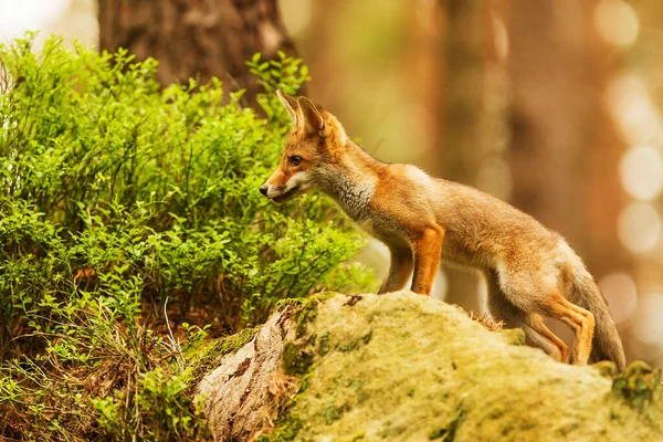 Cube Red Fox Vulpes Vulpes Curious Young Animal — Foto de Stock