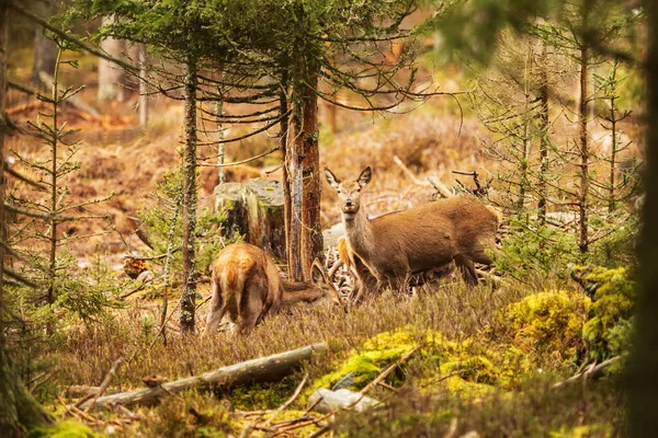 Grupo Animales Jóvenes Bosque — Foto de Stock