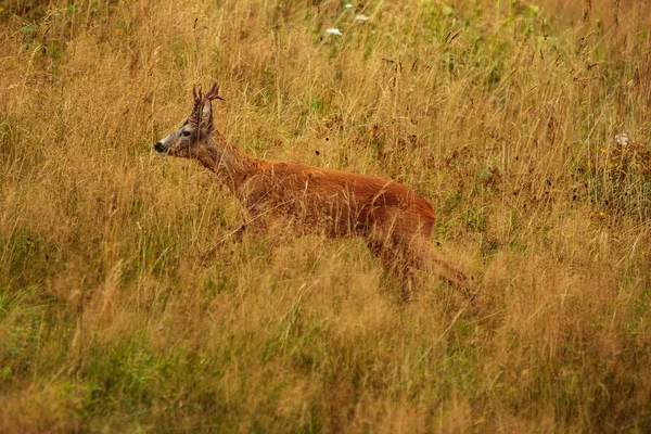 Cute Red Deer Cervus Elaphus — Stockfoto