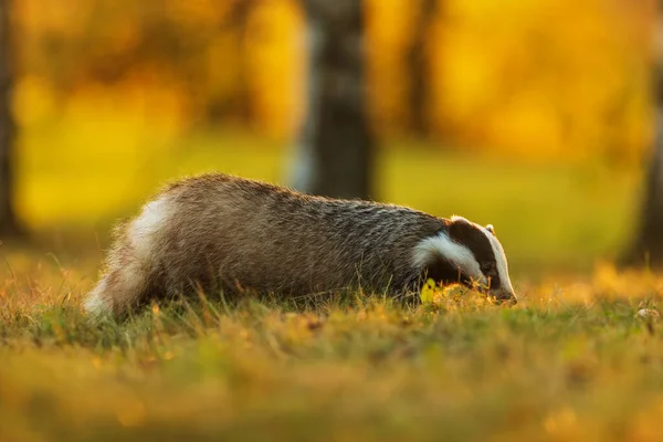 Old European Badger Wild — 스톡 사진