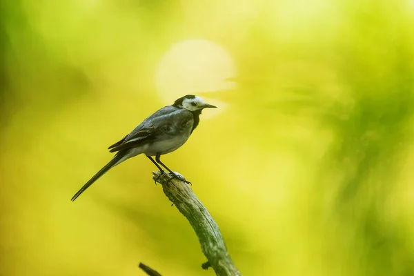 Closeup Small Bird Daytime — Stock Fotó