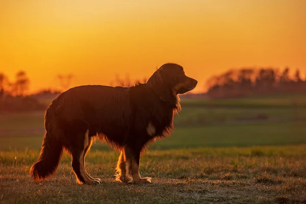 Dog Hovawart Gold Black Portrait — Zdjęcie stockowe