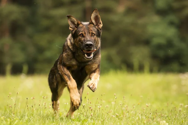 dog hovawart gold and black portrait