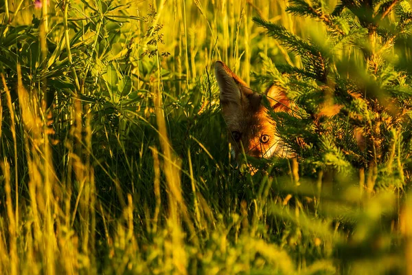 Cube Red Fox Vulpes Vulpes Curious Young Animal — Foto de Stock