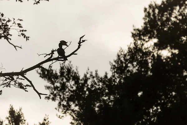 Closeup of small bird at daytime 