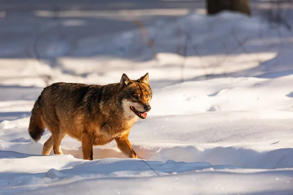 Lobo Eurasiático Canis Lupus Lupus —  Fotos de Stock