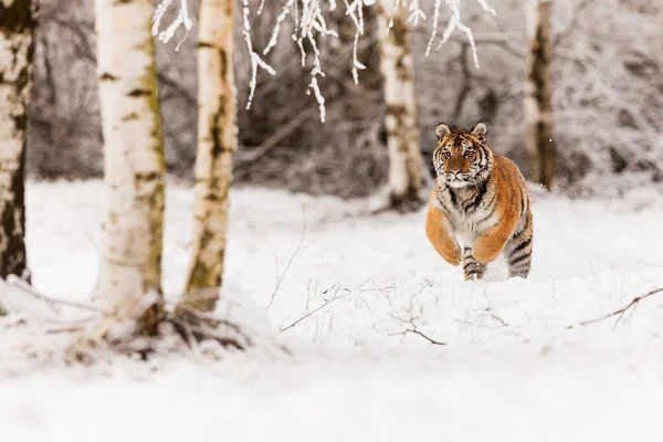 Animal Tiger Wild Nature — Fotografia de Stock