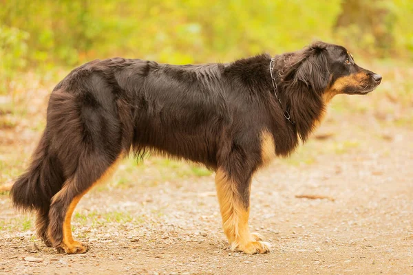 Dog Hovawart Gold Black Portrait — Stockfoto