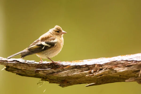 Vacker Utsikt Över Vacker Fågel Naturen — Stockfoto