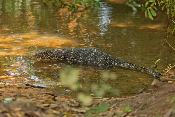 Common Water Monitor Varanus Salvator Dangerous Dragon Wild Nature — 스톡 사진