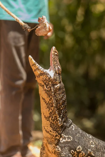 Common Water Monitor Varanus Salvator Dangerous Dragon Wild Nature — Zdjęcie stockowe