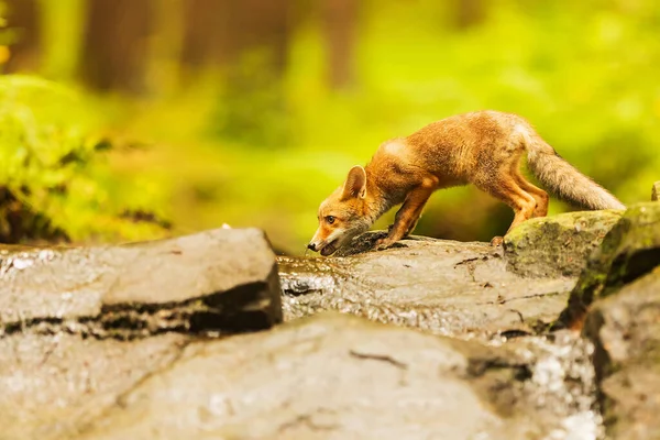 Cube Red Fox Vulpes Vulpes Curious Young Animal — Stockfoto