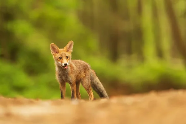 Cube Red Fox Vulpes Vulpes Curious Young Animal — Zdjęcie stockowe