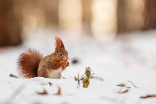 Cute Red Squirrel Sciurus Vulgaris — Fotografia de Stock