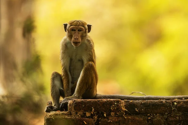 Macaque Macaca Sri Lanka — 스톡 사진