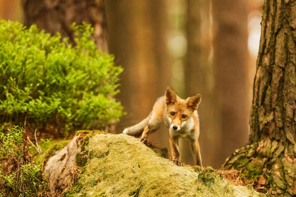 Cube Red Fox Vulpes Vulpes Curious Young Animal — Foto Stock