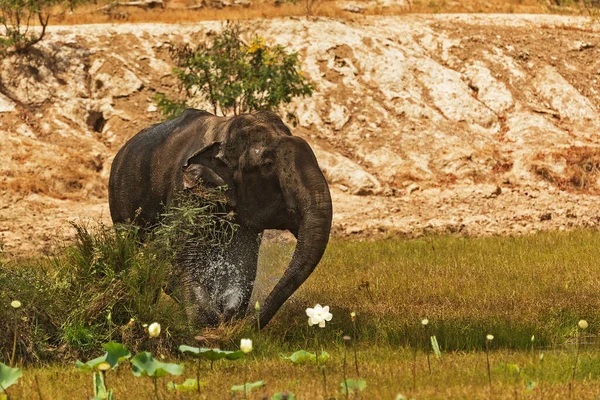 Elephant Wild Fauna — Photo