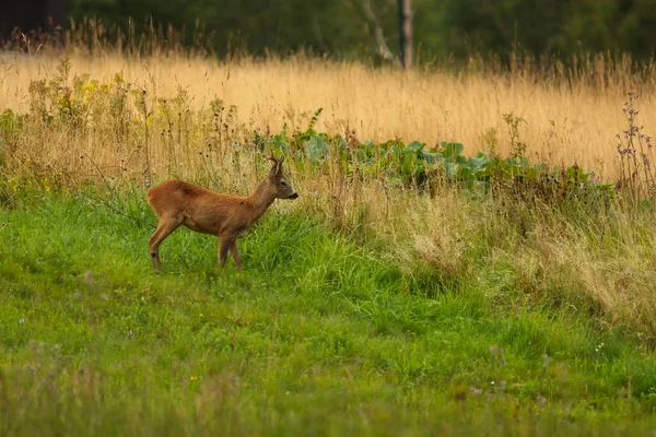 Cute Red Deer Cervus Elaphus — Stockfoto