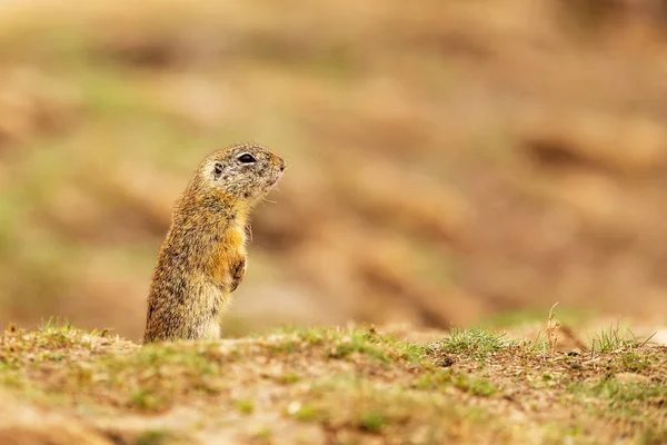 Small Mammal European Ground Squirrel Spermophilus Citellus — Stock Photo, Image