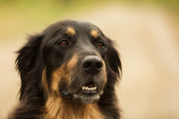 Dog Hovawart Gold Black Portrait — Stockfoto