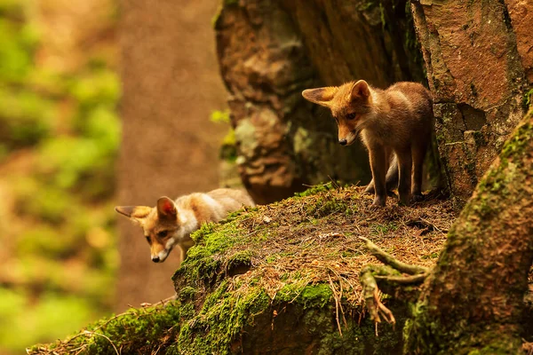 Small Red Foxes Forest — ストック写真