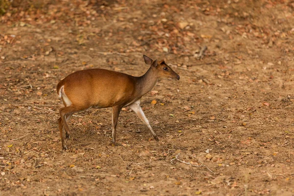 Cute Red Deer Cervus Elaphus — Zdjęcie stockowe