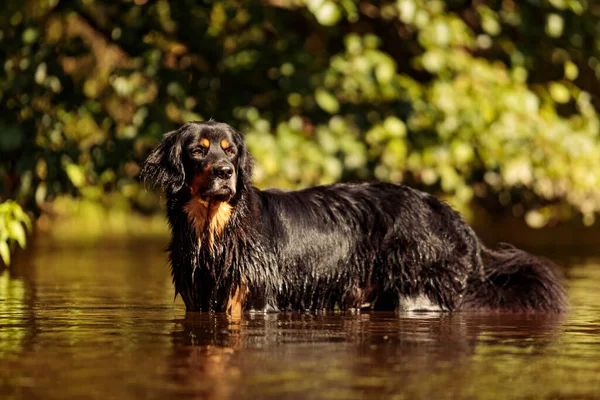 Hund Vattnet Djur — Stockfoto