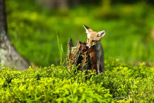 Μικρή Κόκκινη Αλεπού Στο Δάσος — Φωτογραφία Αρχείου