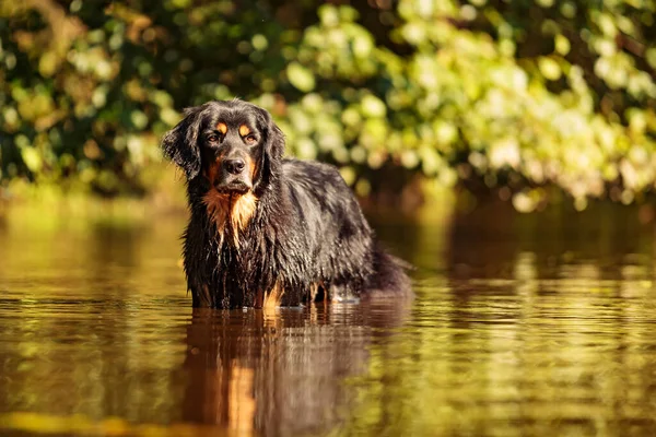 Cão Água Animal — Fotografia de Stock