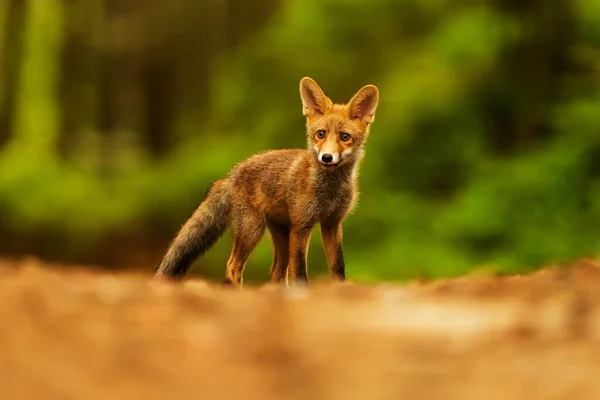 Куб Рыжая Лиса Vulpes Vulpes Любопытное Молодое Животное — стоковое фото