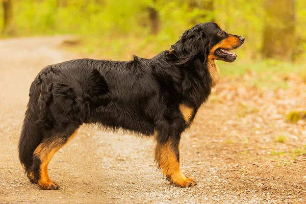 Dog Hovawart Gold Black Portrait —  Fotos de Stock