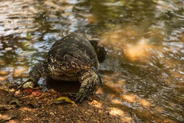 Common Water Monitor Varanus Salvator Dangerous Dragon Wild Nature —  Fotos de Stock