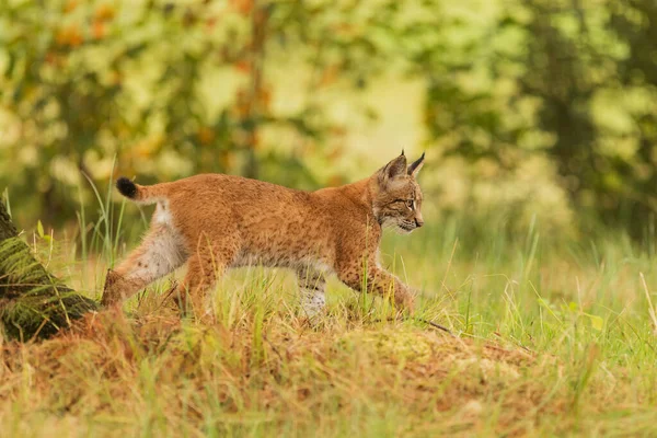 Fauna Eurasian Lynx Forest — Stockfoto